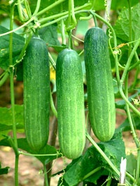 cucumber_266