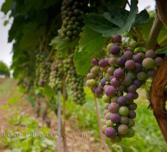grape-vineyard_342