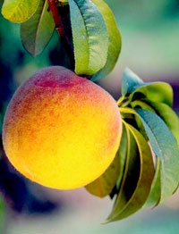 peach_262