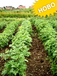 potatoes_267