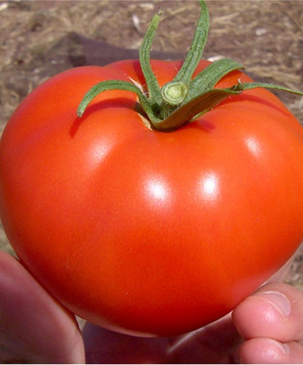 tomatoes_512