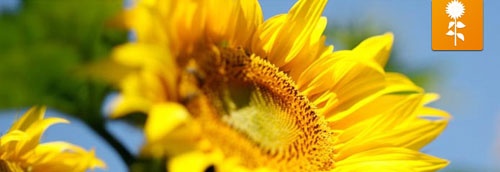 sunflower_500