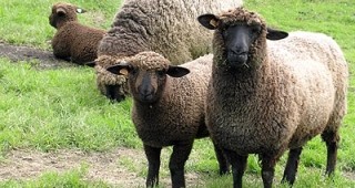 Цветът на овцете се мени заради промените в климата