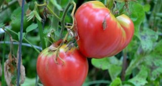 Има искане от ЕС за забрана на производството и износа на български домати