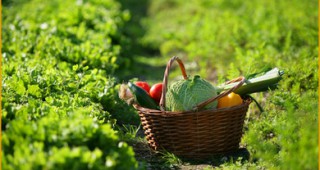 Малките зеленчукопроизводители в Русенско очакват субсидии, за да преборят конкурентите си от чужбина