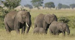 Слоновете са в състояние да разпознават гласа на хора