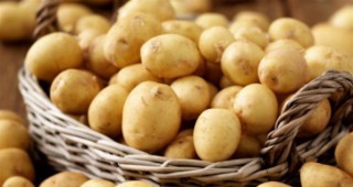 Първите ранни картофи в Германия вече са засадени