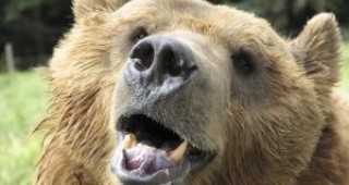 Застреляна е мечка край Благоевград