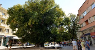 Старият бряст в Сливен - Европейско дърво на годината