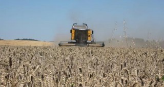 Кризата в Украйна доведе до срив в цената на пшеницата