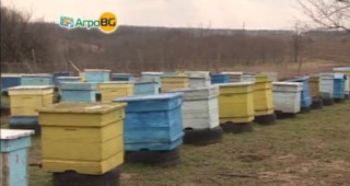 Сериозен проблем за пчеларите от Добричка област се оказват кражбите на пчелни семейства