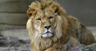 Зоологическата градина в Копенхаген е евтаназирала четири здрави лъва