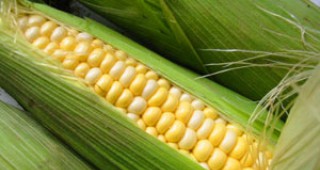 Геномът на царевицата е разшифрован