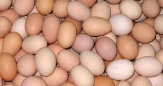 Яйцата от размер М се предлагат на едро на цени от 0,17 лв./бр.
