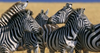 Учени разкриха защо зебрите имат ивици