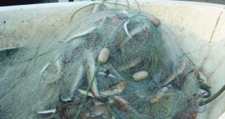 Незаконни риболовни уреди за улов на есетрови риби са иззети от река Дунав