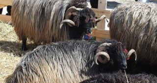 В Кресна ще се проведе празник на животновъдството и земеделието