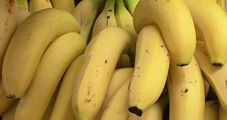 Смъртоносна болест поразява банановите плантации