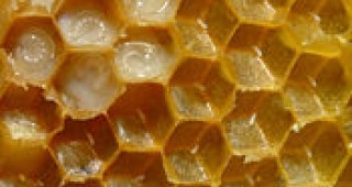 Шести фестивал мановия мед в Царево