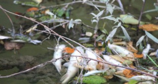 В река Каменица откриха мъртва риба