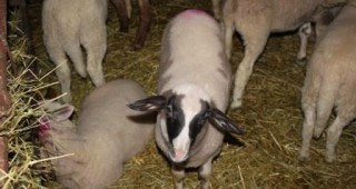 Бисер Чилингиров: Бизнесът с Катар ще възроди овцевъдството в България