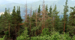 Добитата дървесина от общинските гори е 780 000 куб. м