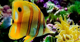 Рибите губят инстинкта си за самосъхранение и оцеляване