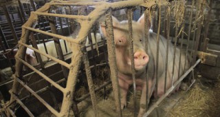 Прием на документи за хуманно отношение към свине и птици