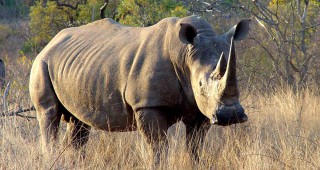 Носорозите в естествената им среда са застрашени от изчезване до края на десетилетието