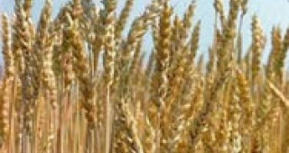Реколтата от пшеница в Разградска област е с 1/5 по- малко от миналата година