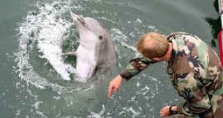 Бойните делфини на САЩ могат да бъдат заловени и препрограмирани от Русия
