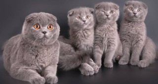 Редки породи котки ще бъдат показани на специализирана изложба в София