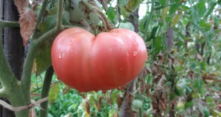 На пазара излизат българските домати Розово сърце