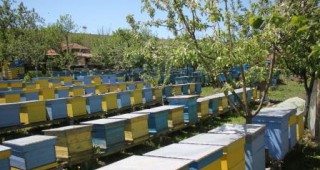 Над 1 млн. лв. за справяне с последствията от нестабилните климатични условия получават пчеларите