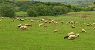 От днес стартира Третия национален събор на овцевъдите