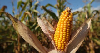 Франция окончателно забрани отглеждането на генно модифицирана царевица