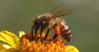 Органичното земеделие e решение на проблема с масовото измиране на пчелите
