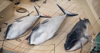 Япония е внесла от Исландия 2000 т замразено китово месо