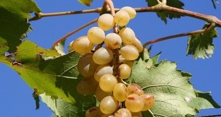 Производството на грозде може да ни изстреля на световните пазари