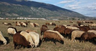 Подобряването на продуктивността на стадата е изключително важно за овцевъдите