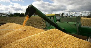 От миналогодишната реколта към Китай са изнесени 5292 т царевица