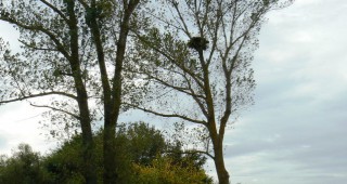 Ново гнездо на световно застрашеният царски орел е установено по долината на р. Тунджа
