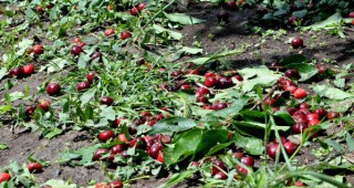 Градушка е унищожила овощните градини в русенската община Сливо поле