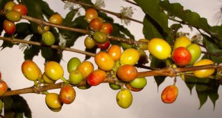 Епидемия заплашва да намали производството на кафе