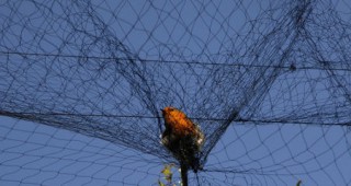 Два милиона прелетни птици са били избити от бракониери в Кипър