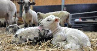 В Костинброд ще бъдат обсъдени проблемите на млечното овцевъдство у нас