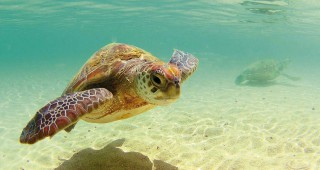 23 май - Световен ден за защита на морските костенурки