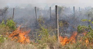 Три декара лозов масив между Пловдив и село Брестник са унищожени при пожар