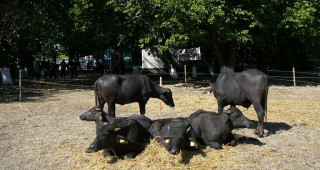 Национално изложение по говедовъдство в Сливен