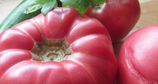 Розовият домат от Куртово Конаре влезе в списъка на уникалните храни